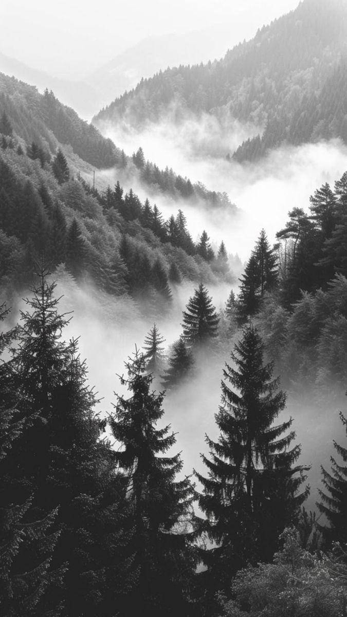 Paisaje de bosque entre montañas